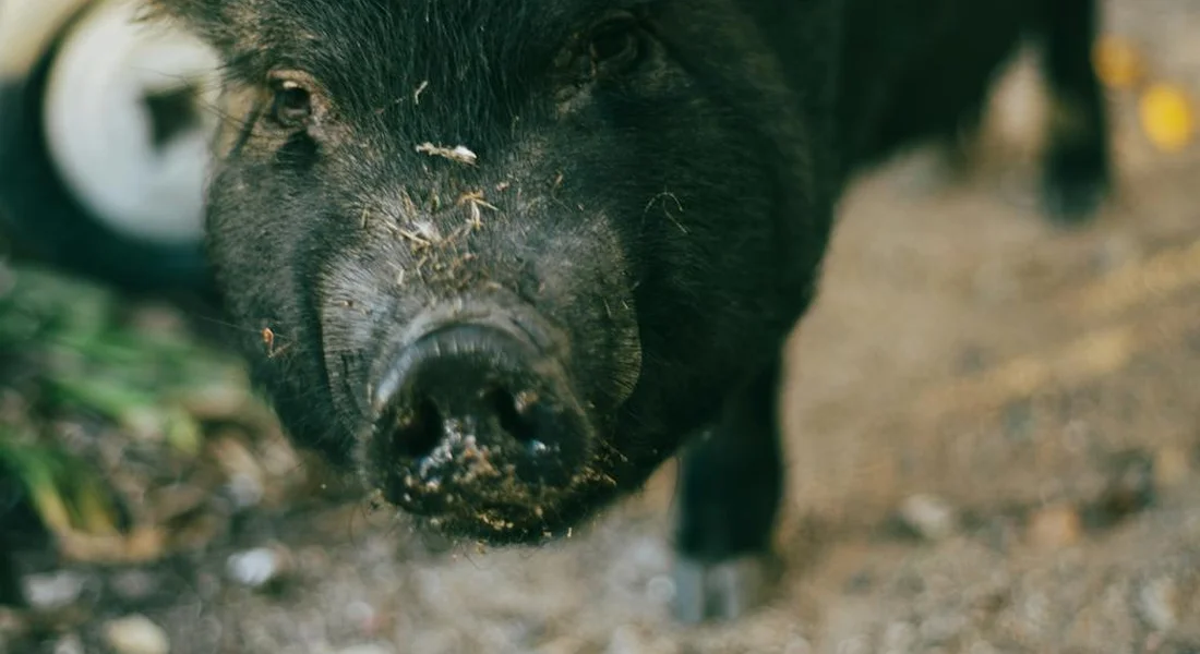 Close-up of a hairless guinea pig with dark skin looking toward the camera, dust on its nose, and a blurred background.