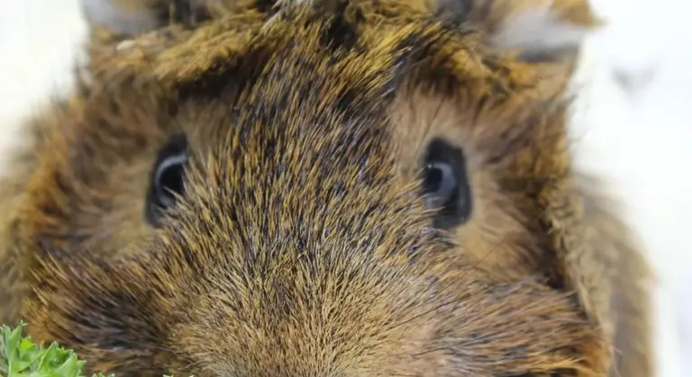 Close-up of a hairless skinny pig's face with dark eyes