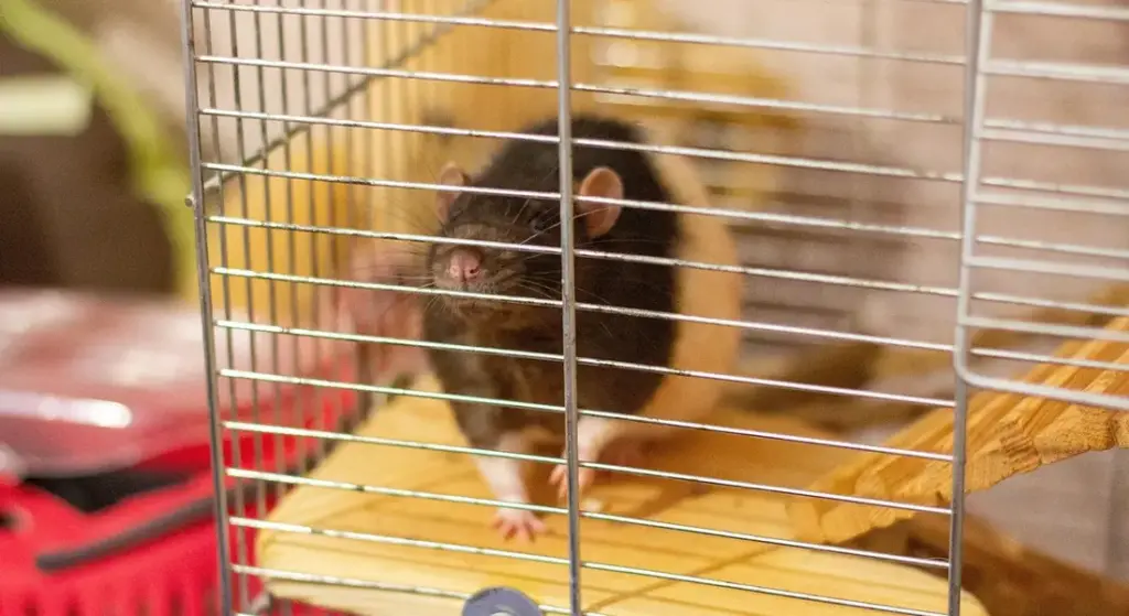 C&C Cages vs. Midwest Cages: Finding the Perfect Home for Your Guinea Pig