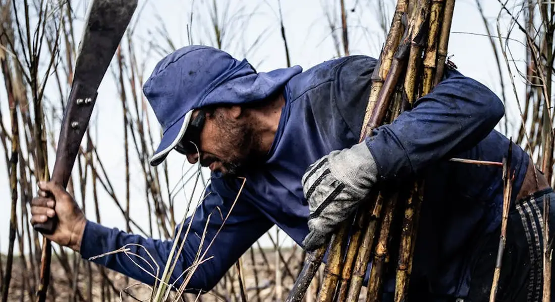 A worker in a blue hooded jacket and gloves bends to cut sugar cane stalks with a large knife in a field.