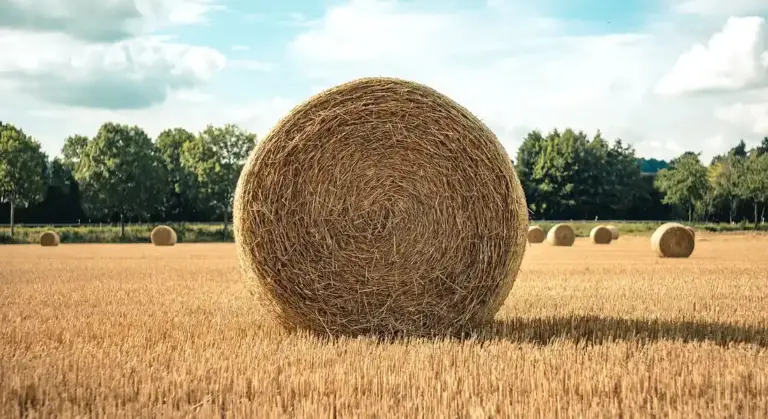 Large round hay bale in a sunlit field with additional hay bales in the distance and a clear sky