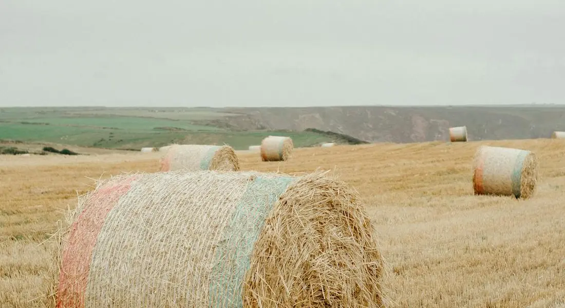 Rolled hay bales in a golden field under a pale sky.