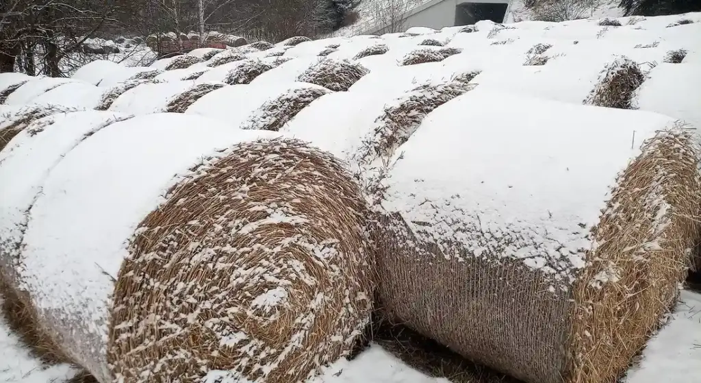 Safe Guinea Pig Bedding: Your Complete Guide