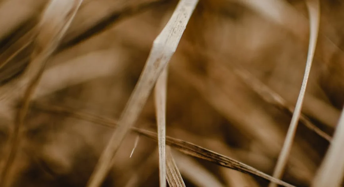 Macro shot of dry hay strands, illustrating hay as the essential roughage in a balanced guinea pig diet