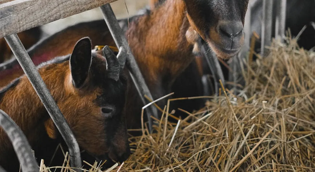 Two farm animals in a barn stall chew hay from a trough behind a metal barrier.