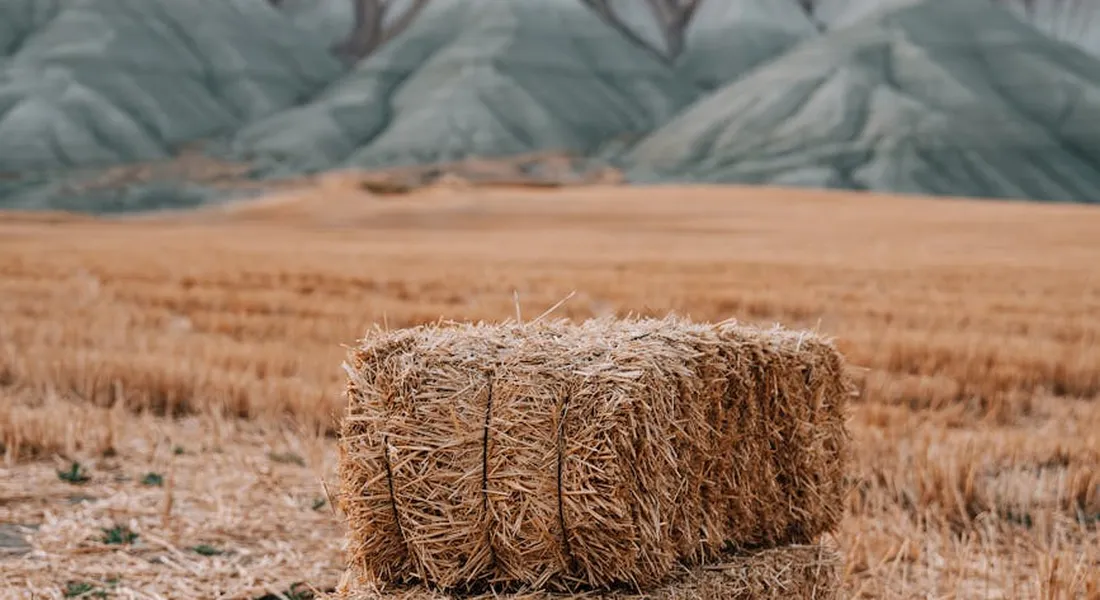 Straw bales in a sunlit field with a distant mountain backdrop