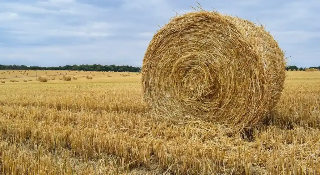 Timothy Hay vs. Alfalfa Pellets: The Best Choice for Your Guinea Pig