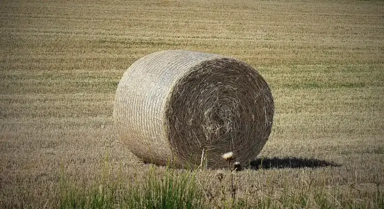 A round hay bale in a sunlit field with dry grass, illustrating hay as a key part of a guinea pig's diet.