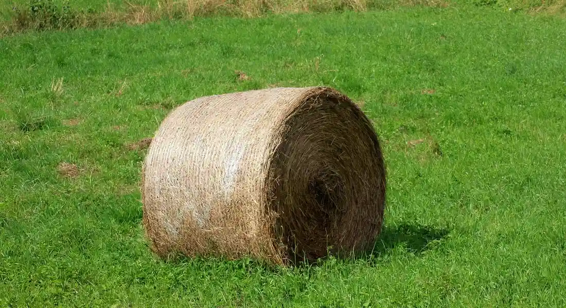 Large cylindrical hay bale resting on a green grassy field