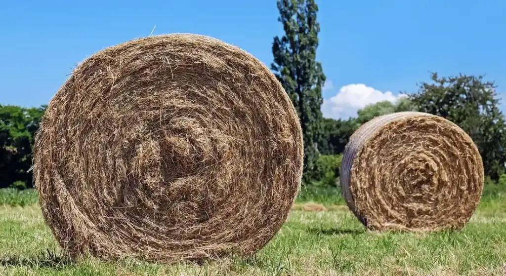 Common Hay-Related Health Problems in Guinea Pigs and How to Avoid Them