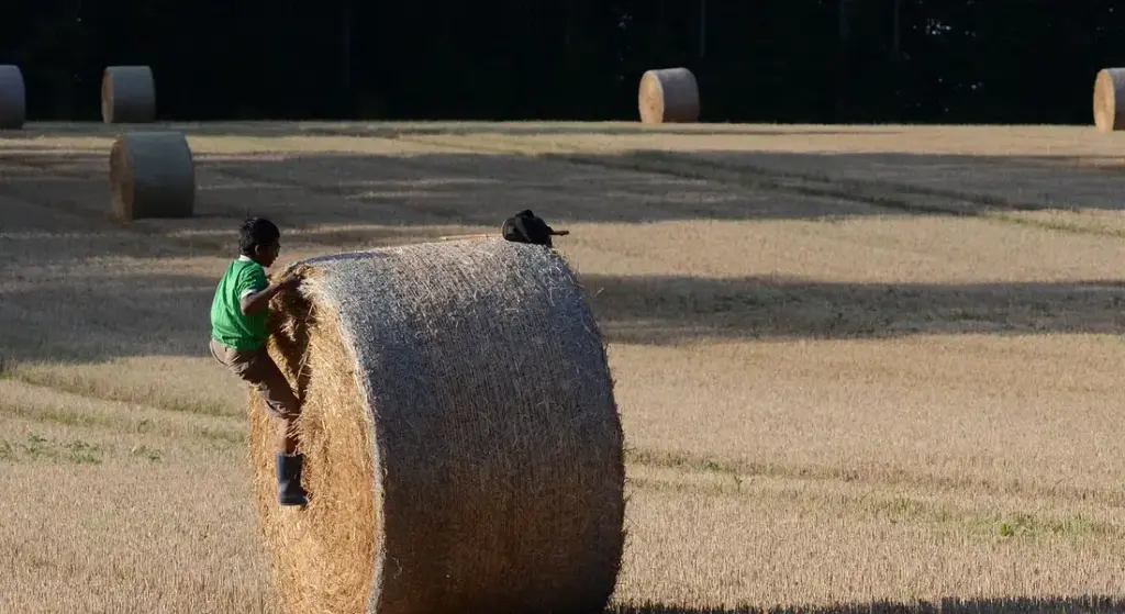 Timothy Hay vs. Orchard Grass: Which is Better for Your Guinea Pig?