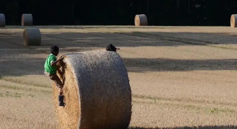 A person in a green shirt climbs onto a large round hay bale in a sunlit harvested field, with more bales visible in the background.