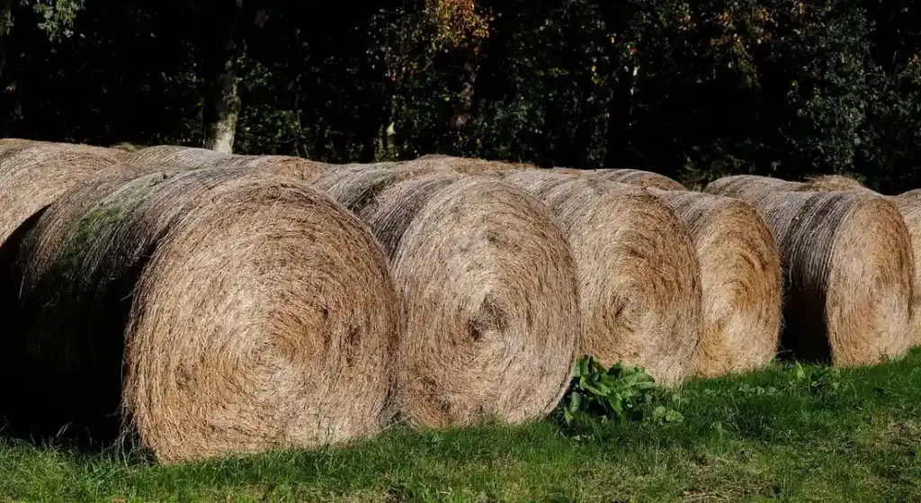 Hay: The Heart of Your Guinea Pig’s Diet