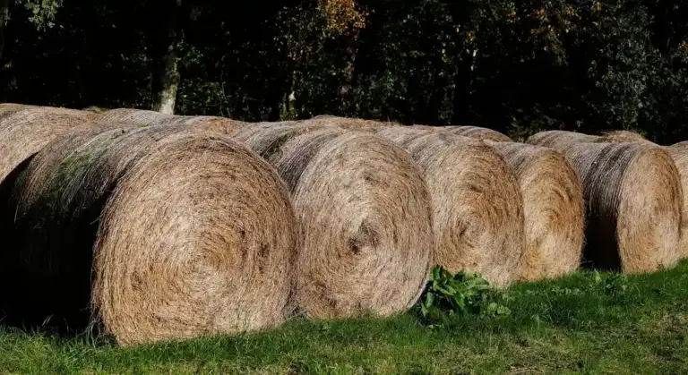 Round hay bales in a sunlit field