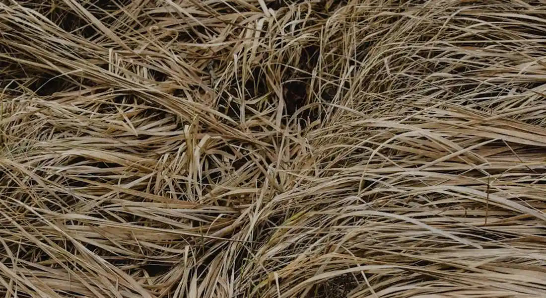 Close-up of dried guinea pig hay fibers, showing texture and varying lengths
