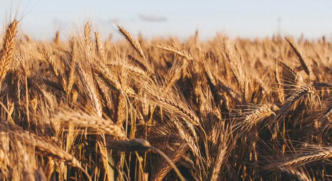 Close-up of golden hay stalks in a sunlit field