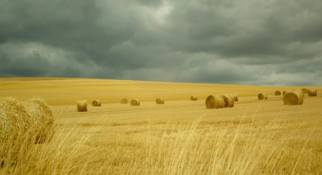 Golden field with round hay bales under a cloudy sky.