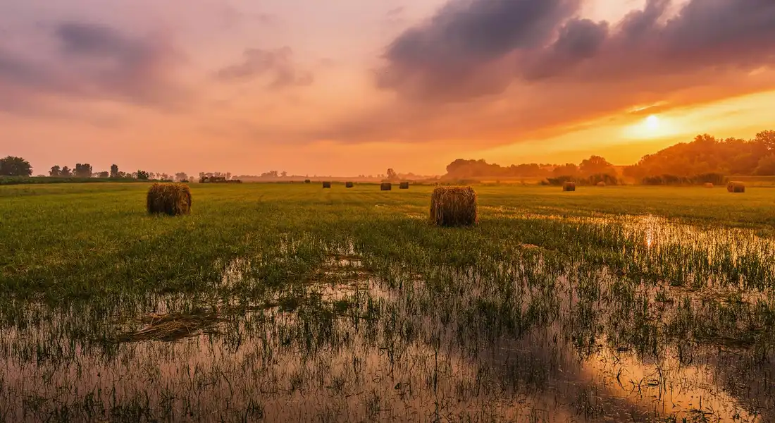 Sunset over a pasture with round hay bales scattered across a wet field, illustrating hay storage options for foraging setups.