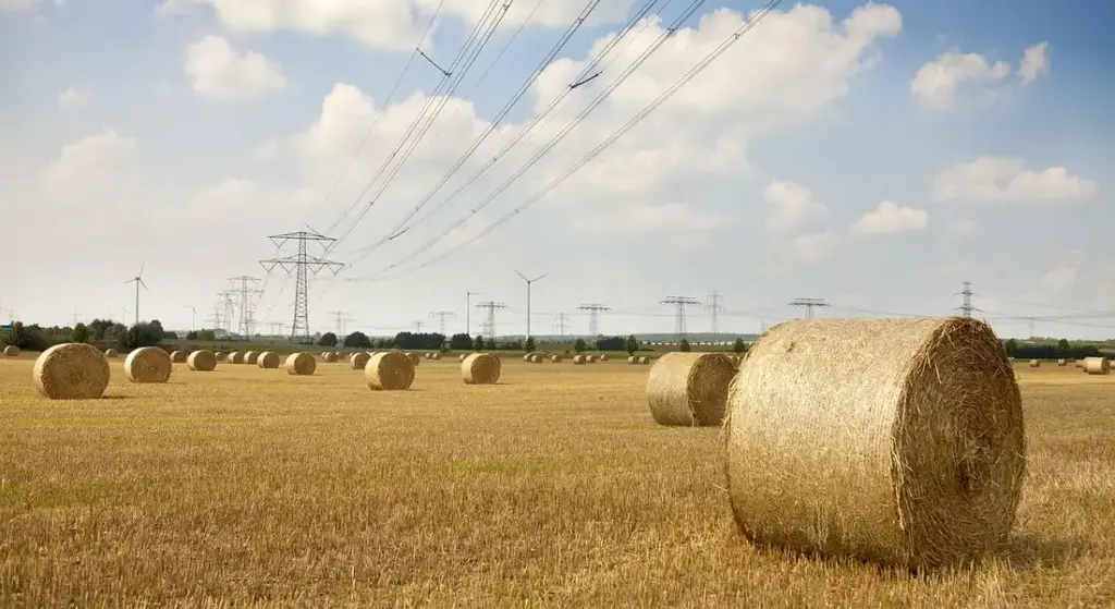 The Truth About Hay: 9 Common Guinea Pig Hay Myths Busted