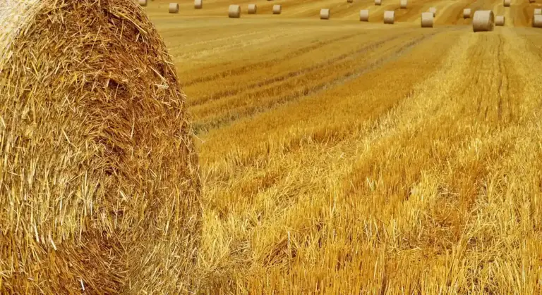 Golden hay field with large rolled hay bales in a rural landscape.