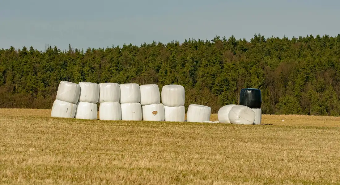 Rows of white-wrapped haylage bales lined up in a harvest field with a distant treeline and clear sky.