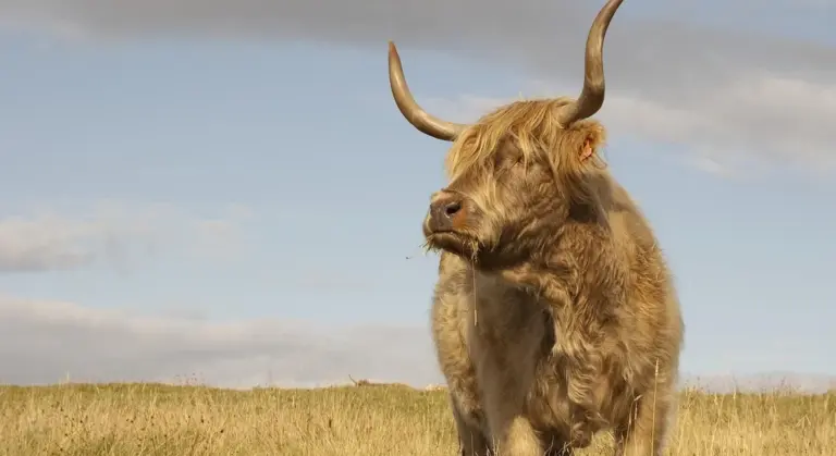 Shaggy-haired Highland cow with large curved horns standing in a grassy field beneath a clear blue sky.