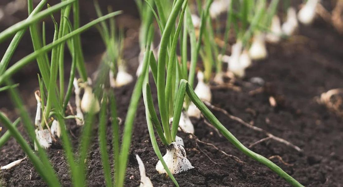 Close-up of green onions growing in dark soil, showing green stalks and white bases.