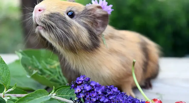Close-up of a curious guinea pig with a small purple flower behind its ear, surrounded by purple blossoms and green foliage.