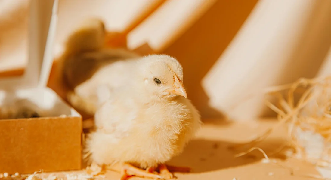 A fluffy chick standing on a warm surface with pieces of cardboard nearby.