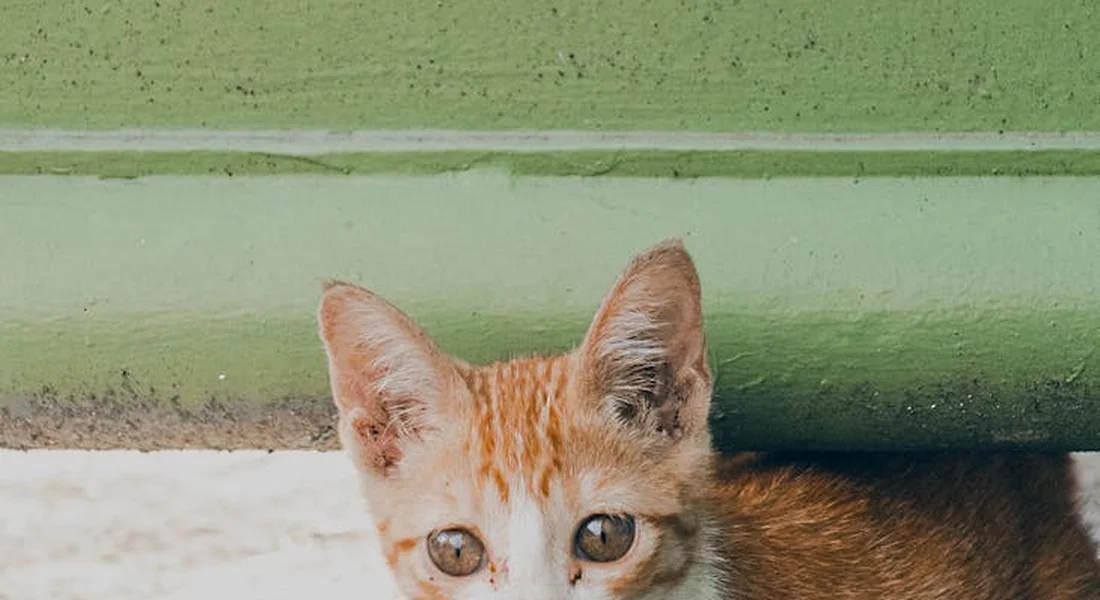 A curious orange-and-white kitten peeks from beneath a green barrier, highlighting the need for physical barriers to protect a guinea pig cage from other pets.