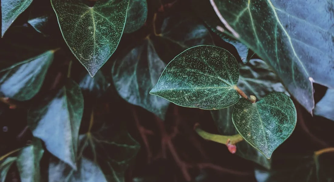 Close-up of glossy green ivy leaves