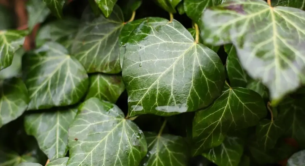 Is Ivy Poisonous to Guinea Pigs? Safety Guide