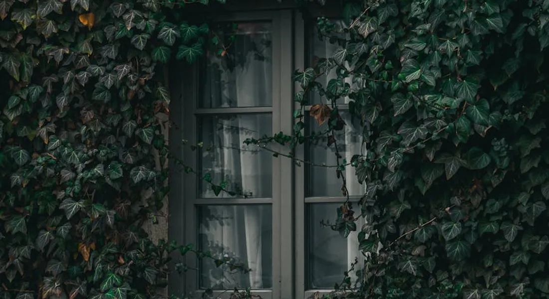 Dense ivy leaves climbing a window frame, with a window visible behind.