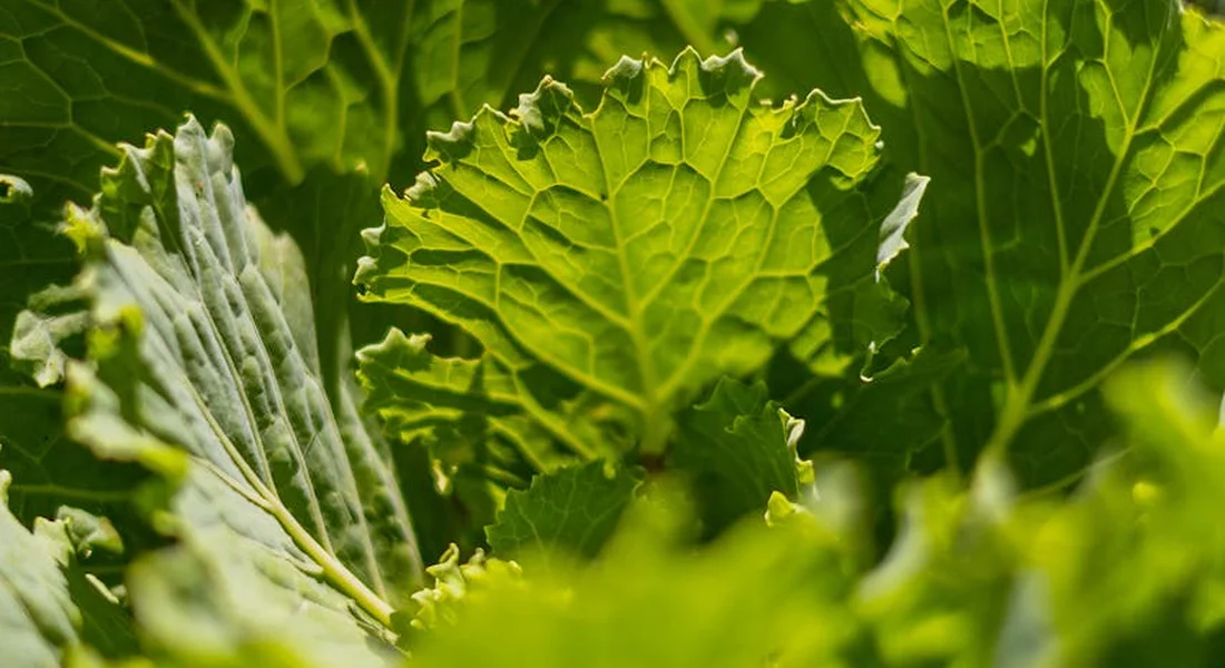 Close-up of fresh kale leaves, a leafy green suitable for guinea pig diets