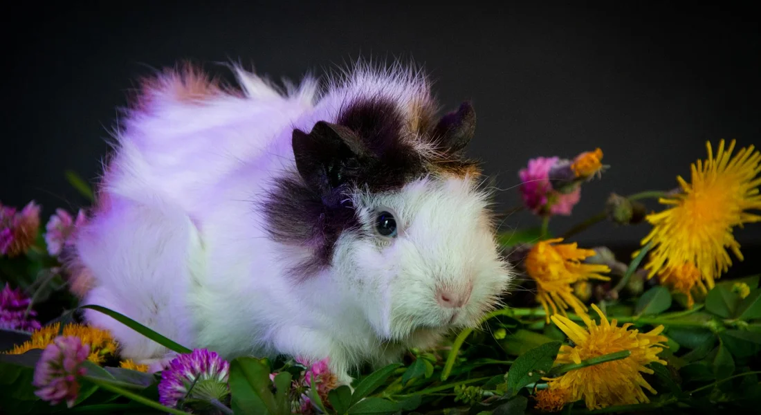 Fluffy white and black guinea pig nestled among colorful flowers against a dark background.