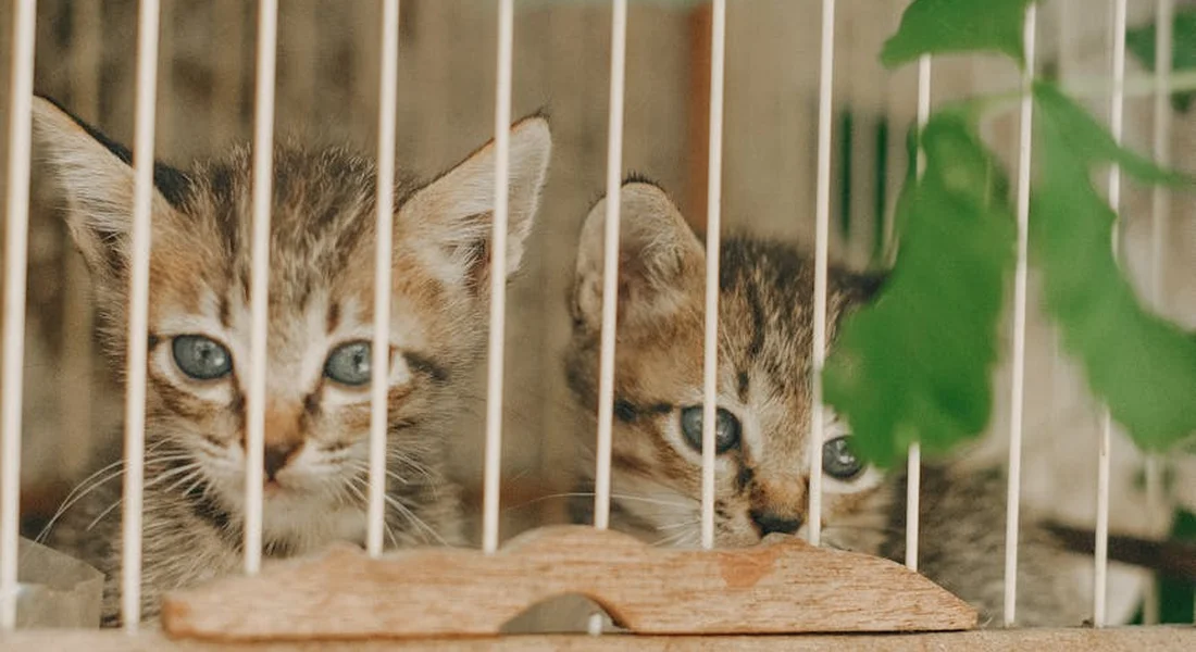 Two kittens peering through vertical cage bars with a wooden perch, indoors.