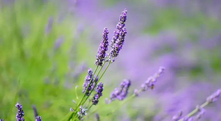 Close-up of lavender flowers on purple stems in a garden
