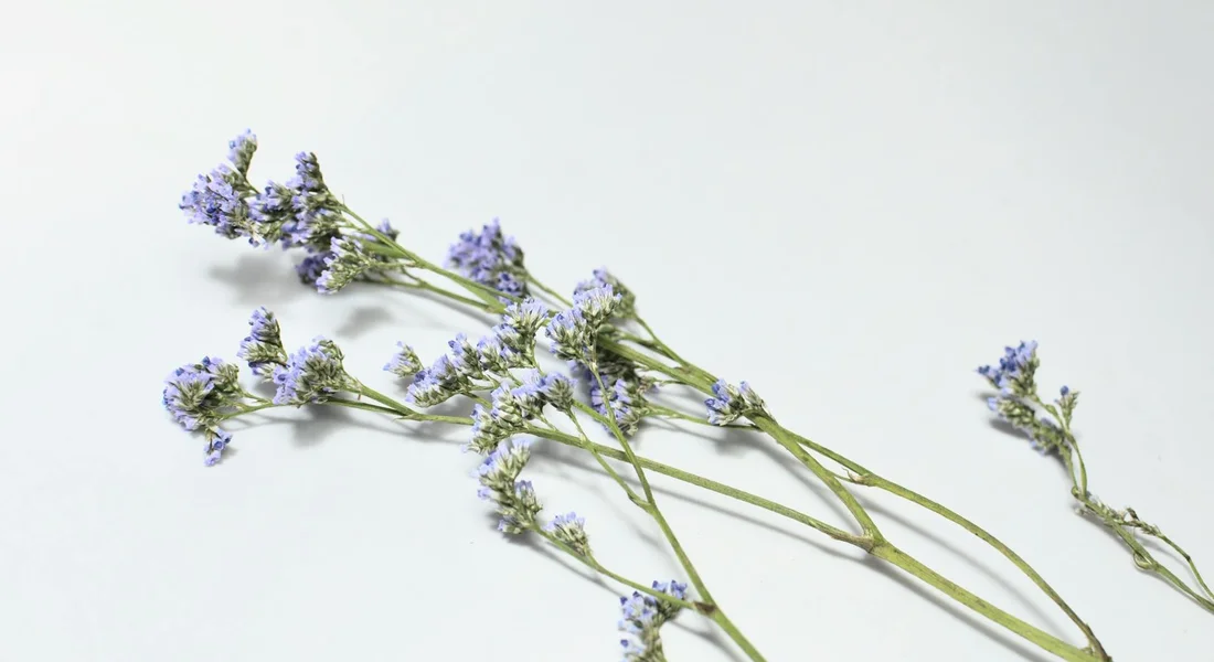 Sprigs of lavender with purple flowers on a white background