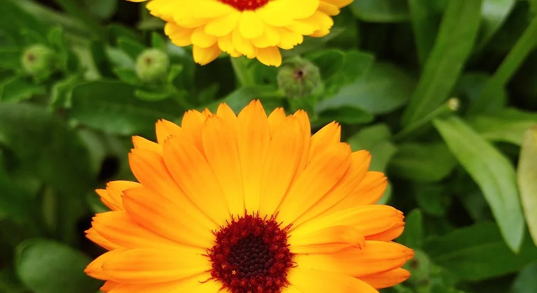 Close-up of bright orange marigold flowers with green leaves in the background.