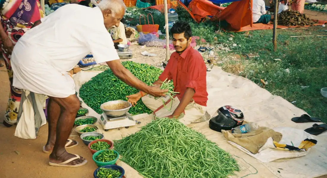 Vendor at an outdoor market arranging fresh green beans for sale, with piles of beans laid out on a cloth.
