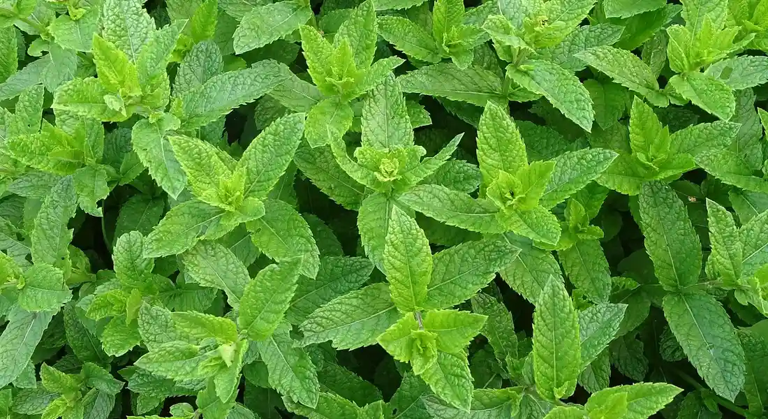 Fresh mint leaves