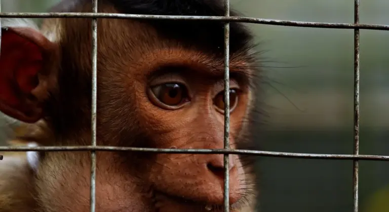 Close-up of a young monkey looking through a metal wire cage