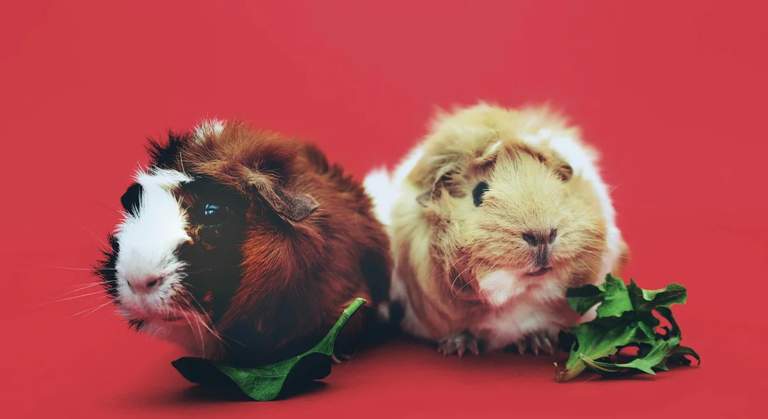 Two guinea pigs sit side by side on a red background; one is brown and white, the other light tan, with greens beneath them.