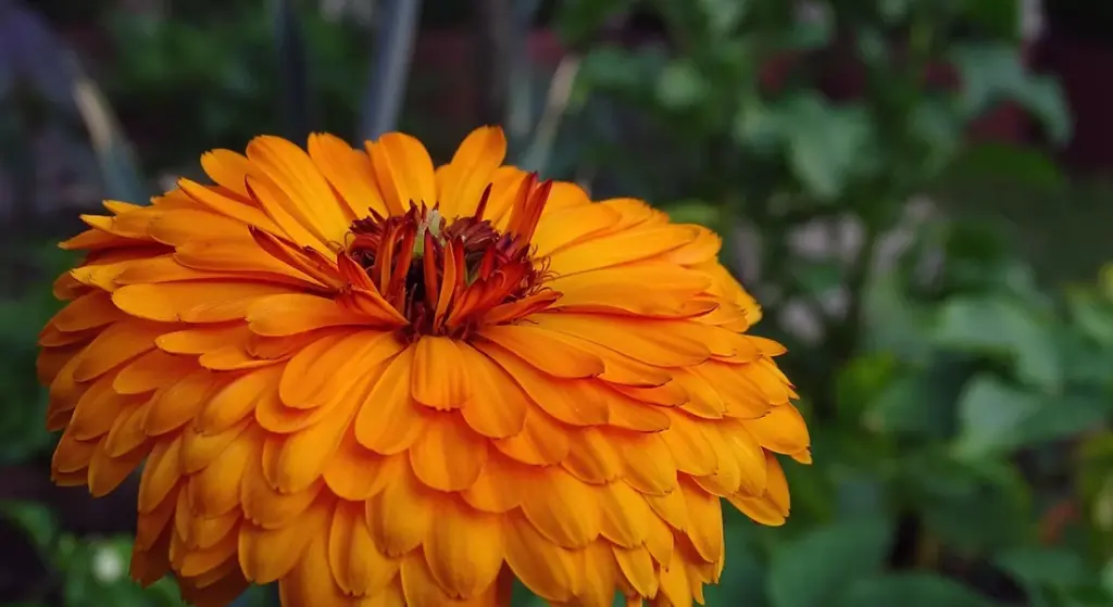 Can Guinea Pigs Eat Marigolds? A Safe Feeding Guide