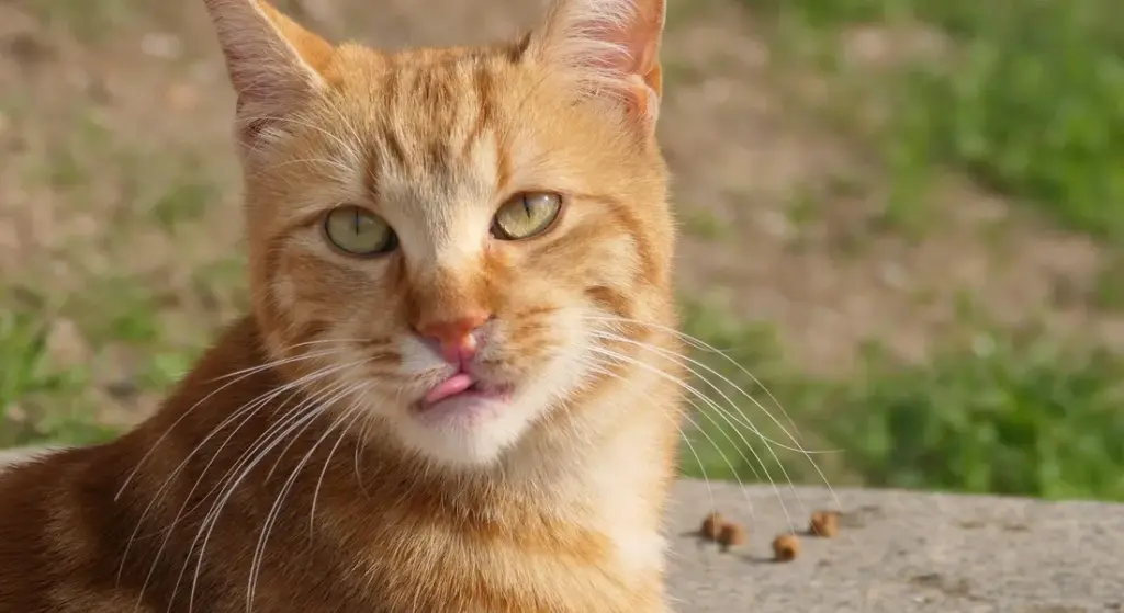 Cat Litter for Guinea Pigs: A Safety Guide