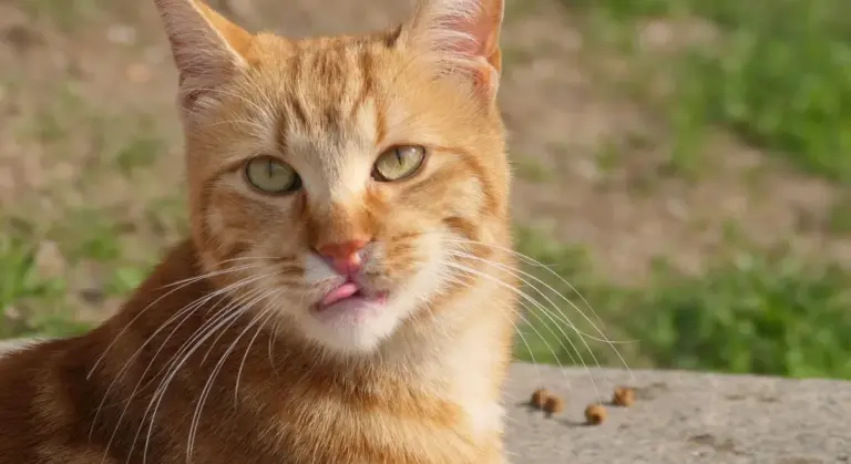 Close-up of an orange tabby cat with green eyes, looking at the camera and licking its lips.