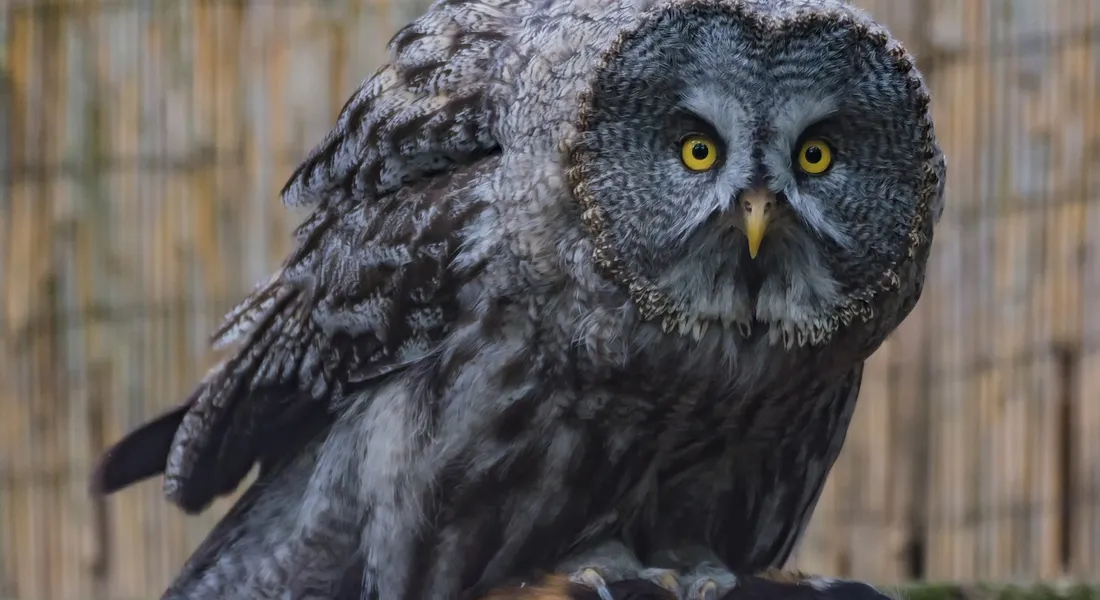 Close-up of a gray owl with bright yellow eyes perched on a branch, facing the camera.