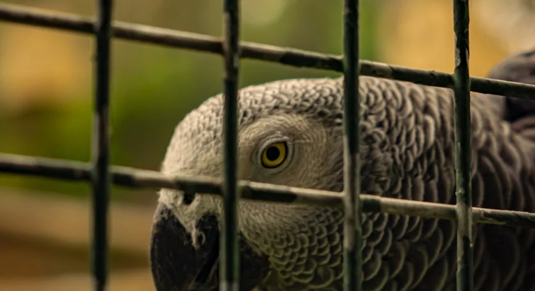 Close-up of a parrot peering through metal cage bars.