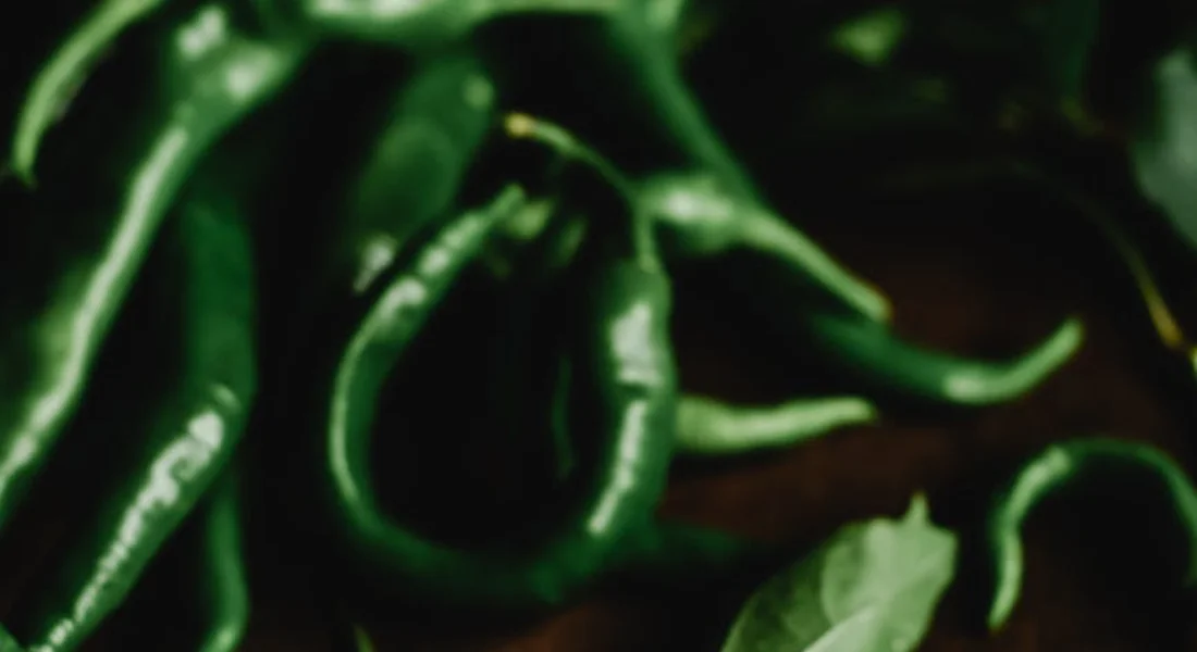 Close-up of green pepper fruits on a pepper plant with leaves.