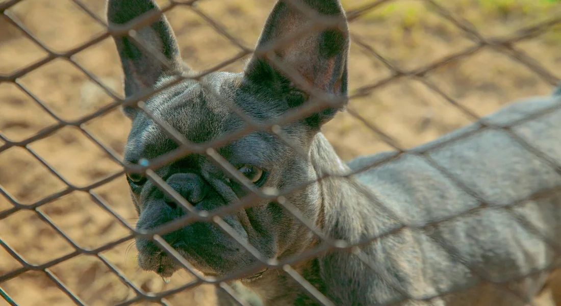 A small pet rodent seen through a metal chain-link cage.